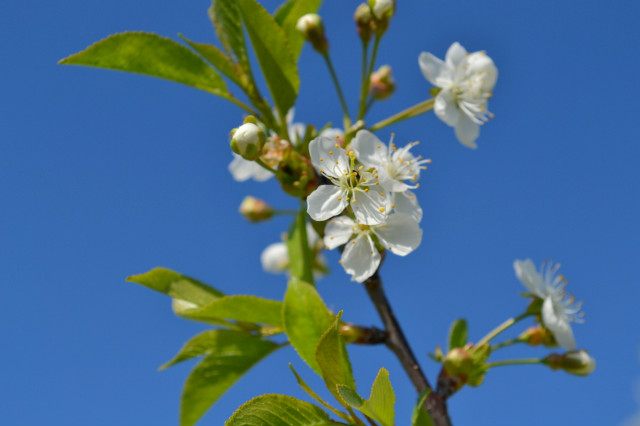 Spring . 