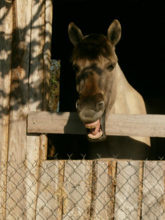 Wpis foresthorse