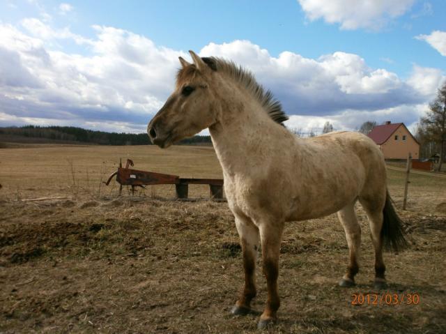 Wpis foresthorse
