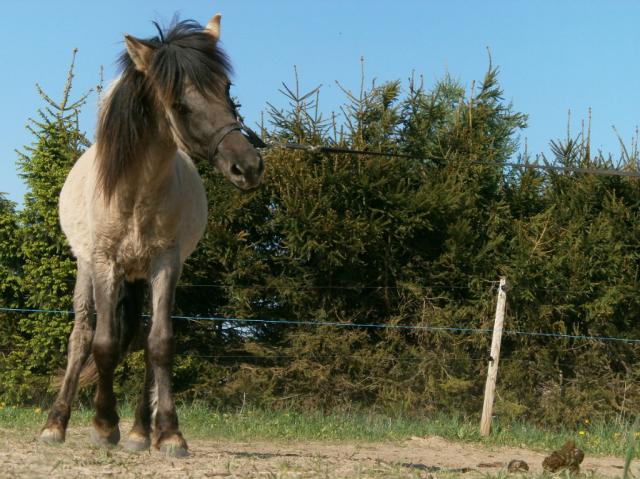 Wpis foresthorse