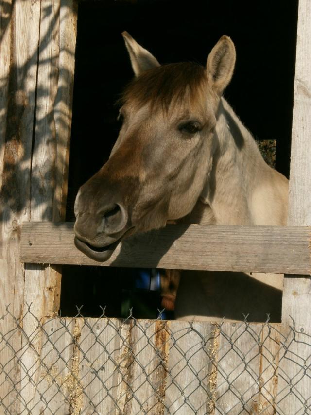 Wpis foresthorse
