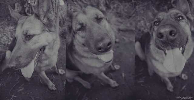 Wpis shepherddogs