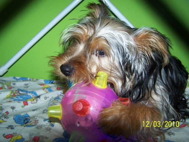 Baffi 