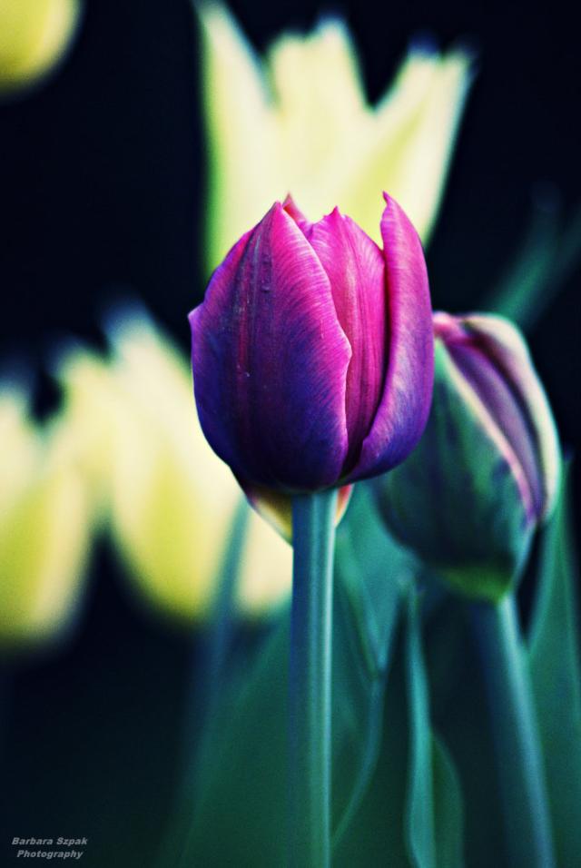 The flower