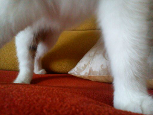 Lili kiedy bya jeszcze w ciy