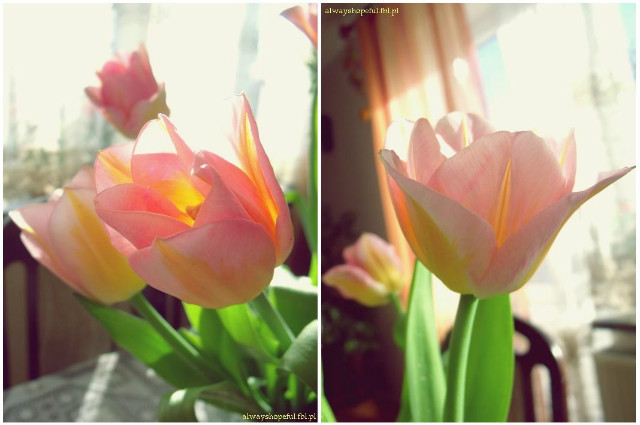 tulipany