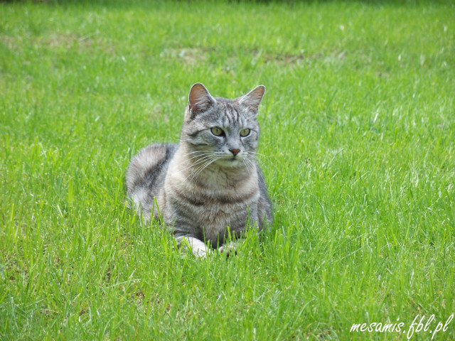 Szagi