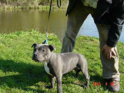 staffordshire bull terrier . :)