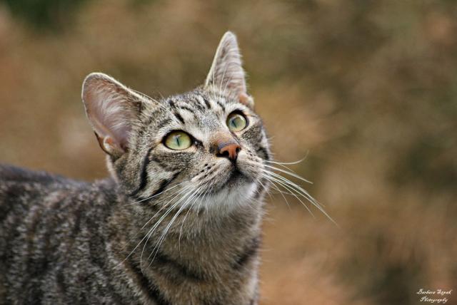 The cat