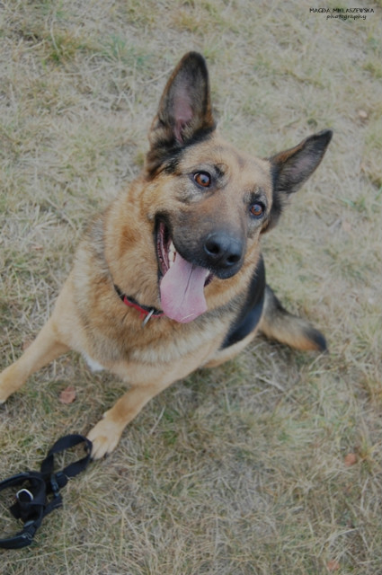 Wpis shepherddogs