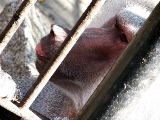 ZOO