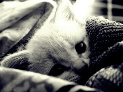 Kociaku ;*