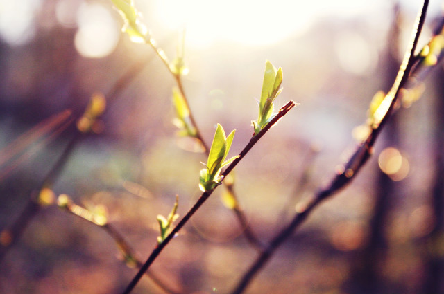 spring world