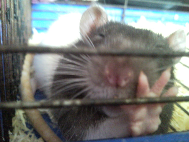 Bobek