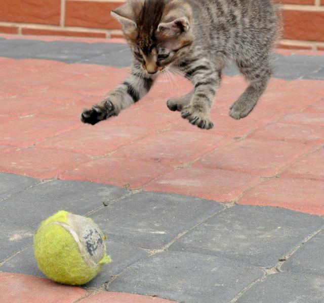 cat