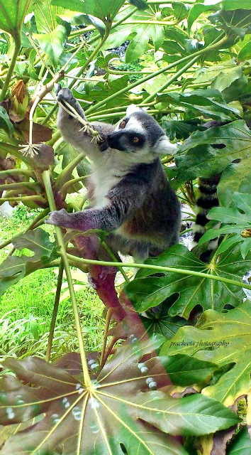 MarwellZoo.