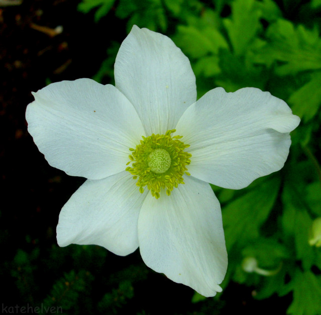 White&Green