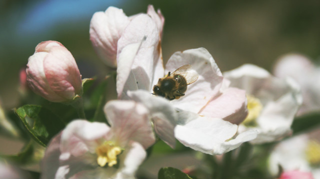 Wpis pollinag