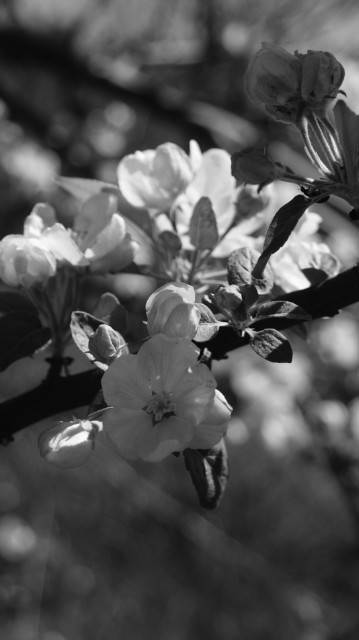 Wpis pollinag