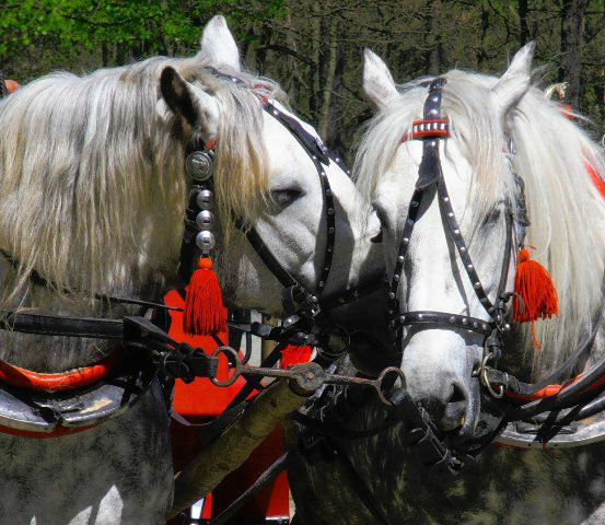 horses