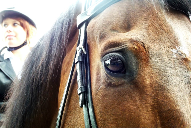 Wpis horses98