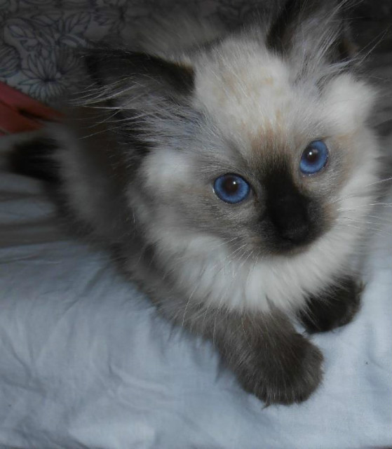 ragdoll