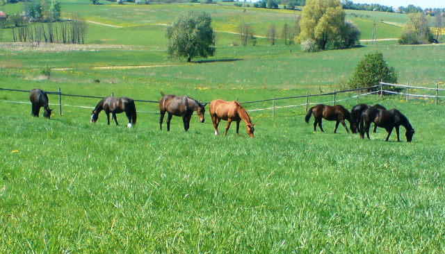 stadko :)