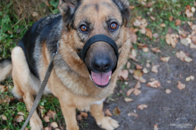 Wpis shepherddogs