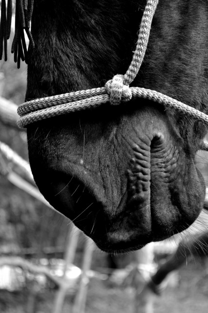 Wpis villagepeoplewithhorse