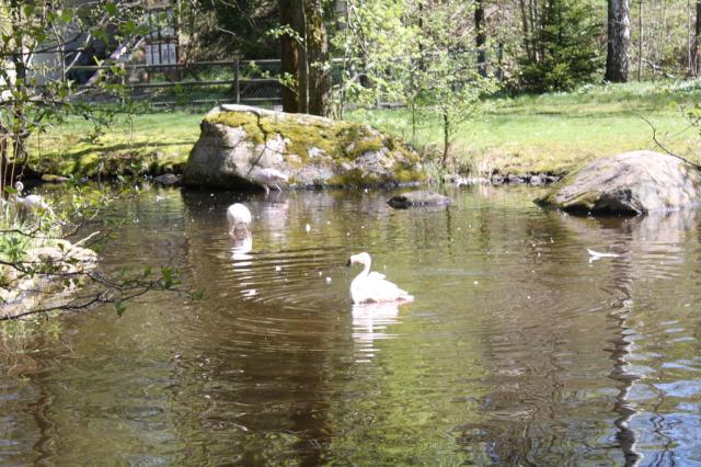 Bor&aring;s Djurparken