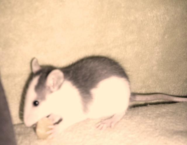 dzie dobry