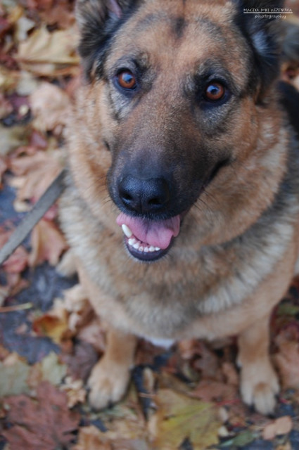 Wpis shepherddogs