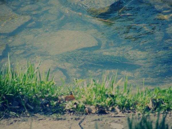 Cii ; *