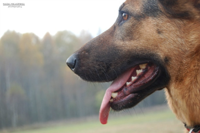 Wpis shepherddogs