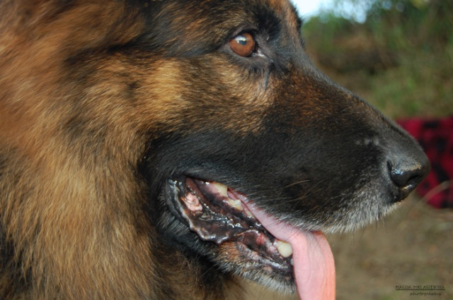 Wpis shepherddogs