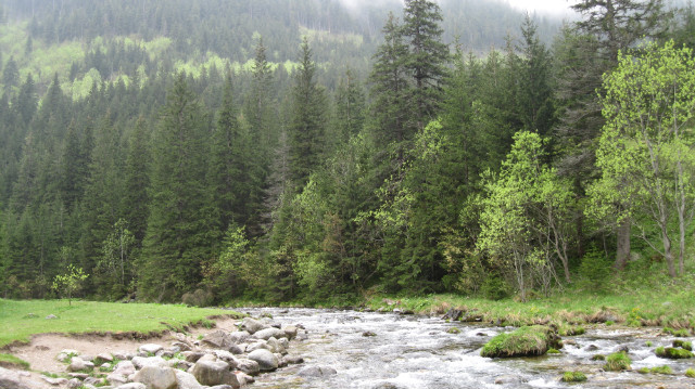 dolina kocieliska