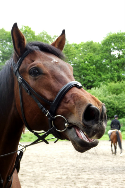 Wpis horses98