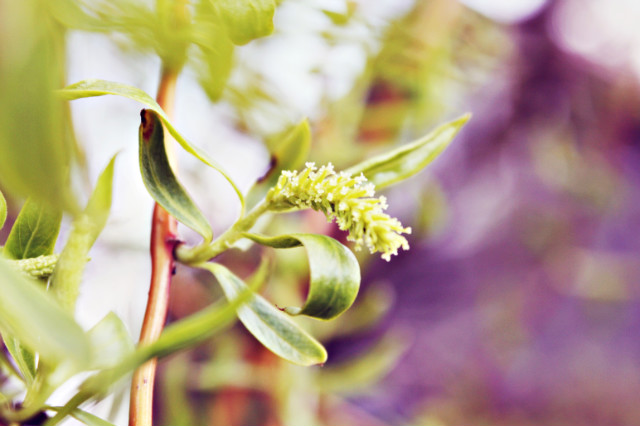 feel the spring