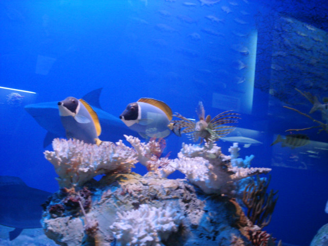 w oceanarium (Gdynia)