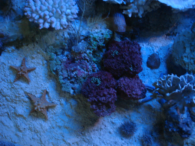 rozgwiazdy w Gdyskim oceanarium