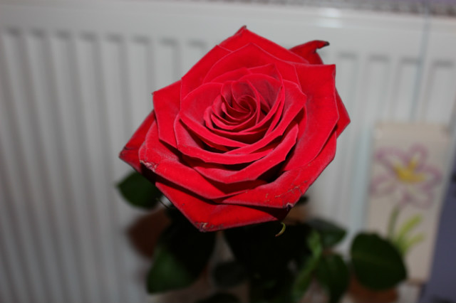 rose from my sweetheart