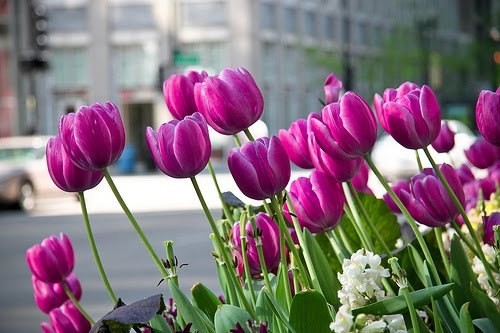 TULIPS 