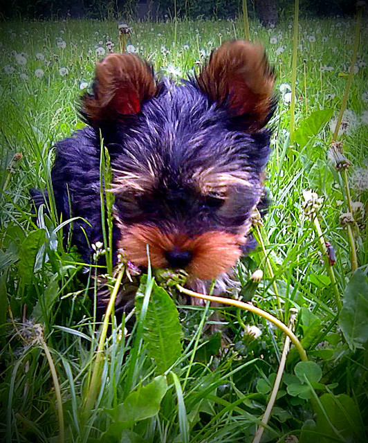 Meine Prinzessin ; **** 
