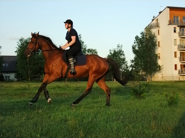 Galop kondycyjny (mj)