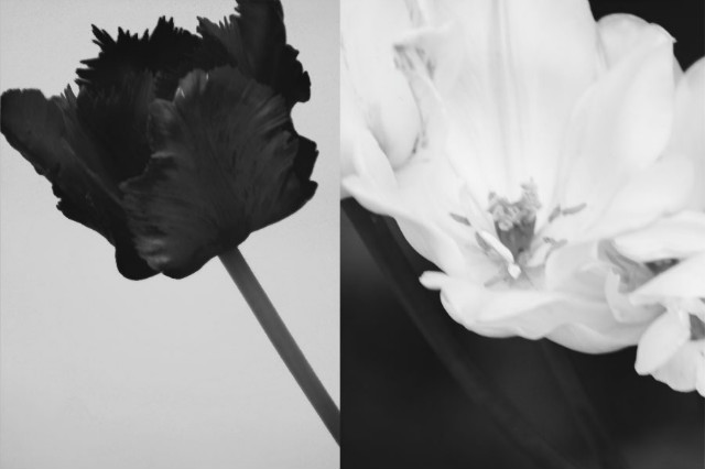 BLACK & WHITE
