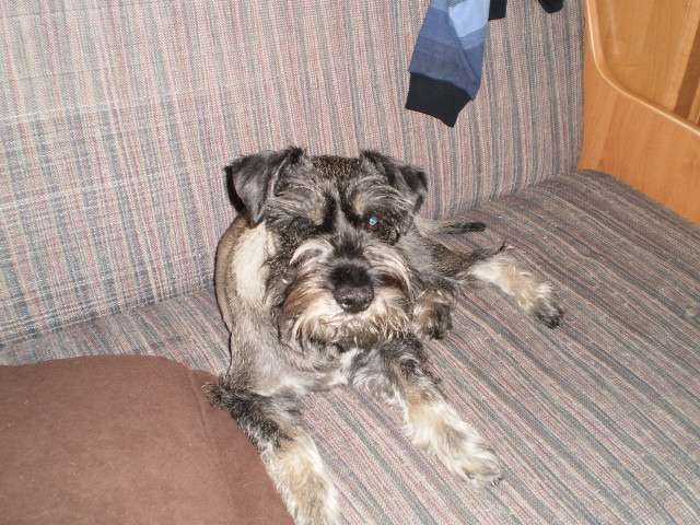 Mj piesek 
