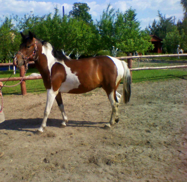 Wpis xdejzix95