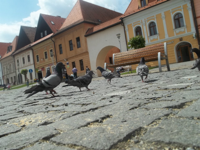 Wpis misiaczek14291