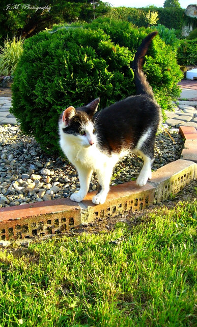 172.ein Kater.