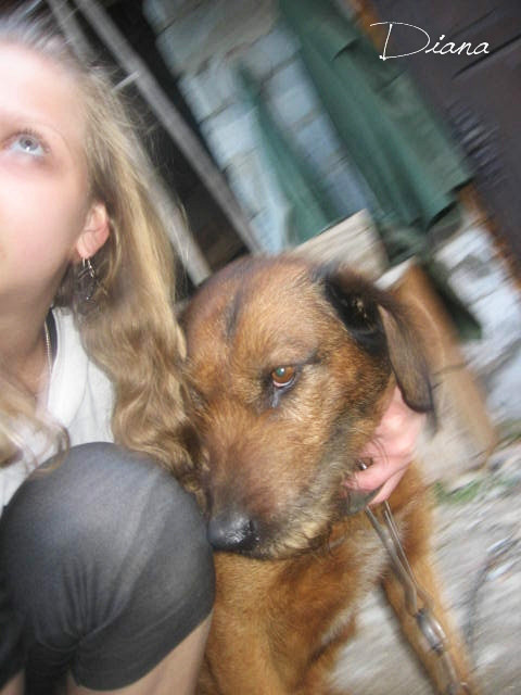 doggi 